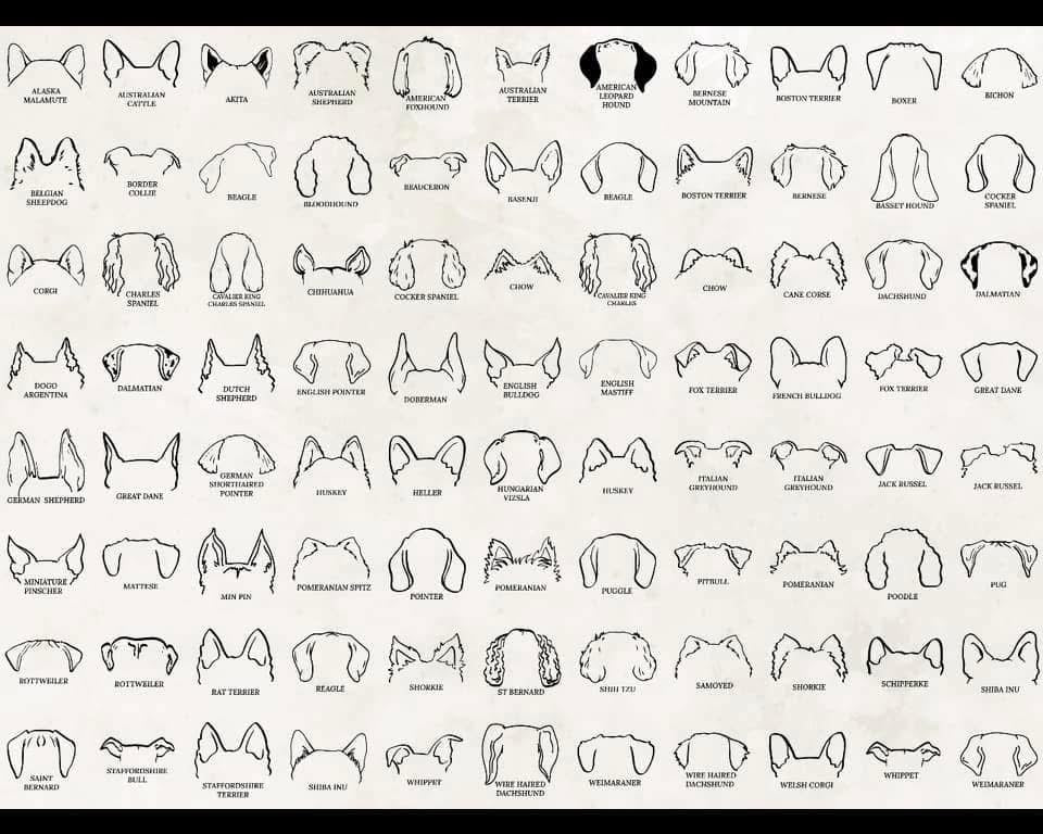 Embroidered Dog Ears | Close Sundays | TAT 25 Business days